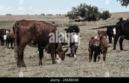 Mucche allevate con pascoli naturali, produzione di carne nella campagna argentina, provincia la Pampa, Argentina. Foto Stock