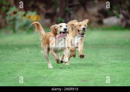 Springer Spaniels ama divertirsi e questa raccolta di immagini dimostra quanto una famiglia possa divertirsi con la madre e il padre Foto Stock