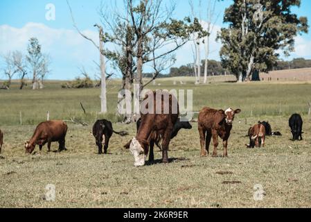 Mucche allevate con pascoli naturali, produzione di carne nella campagna argentina, provincia la Pampa, Argentina. Foto Stock