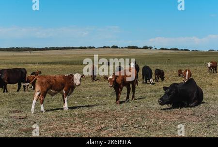 Mucche allevate con pascoli naturali, produzione di carne nella campagna argentina, provincia la Pampa, Argentina. Foto Stock
