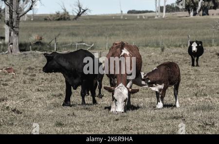 Mucche allevate con pascoli naturali, produzione di carne nella campagna argentina, provincia la Pampa, Argentina. Foto Stock