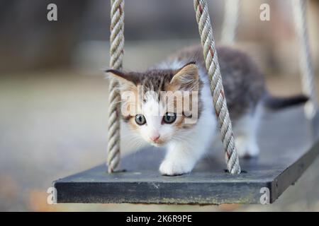 Primo piano ritratto di gattino su altalena di legno Foto Stock