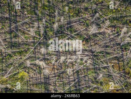 Luftbild, Waldschäden, Kahlschlag, Fröndenberg, Fröndenberg/Ruhr, Ruhrgebiet, Nordrhein-Westfalen, Deutschland, Baumsterben, BorkenkäferSchäden, Borke Foto Stock