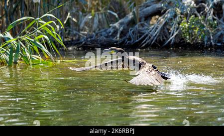 Grandi cormorani neri nel Delta del Danubio Foto Stock