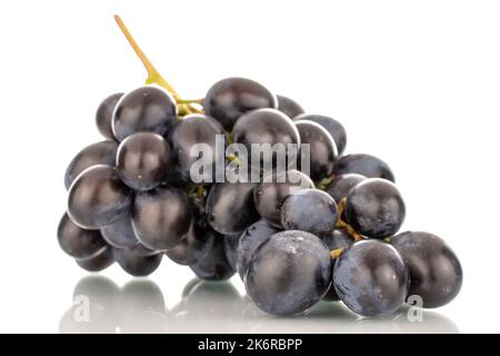 Un rametto di uva nera dolce, macro, isolato su fondo bianco. Foto Stock