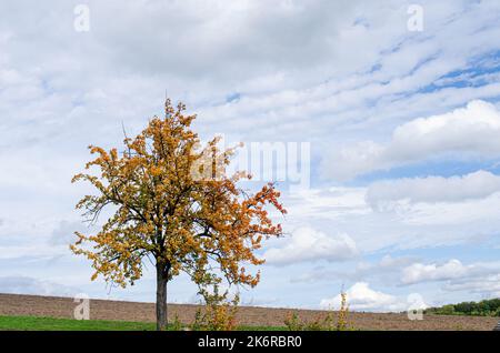 Acero con foglie cadute su Fagus sylvatica. Haya. Foto Stock