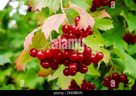 viburnum rosso sui rami. Primo piano di grappoli rossi di viburno maturo su un ramo alla luce del sole autunnale. Riburnum opulus guelder-rosa bacche su un ramoscello Foto Stock