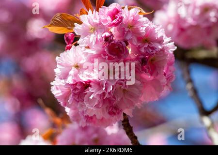 Krefeld - Vista alla fioritura dei ciliegi in primavera, Renania Settentrionale Vestfalia, Germania, 11.04.2022 Foto Stock