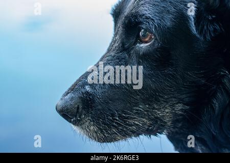bel labrador nero vecchio con occhi marroni e alcuni peli bianchi intorno al naso e alla bocca, vista del profilo da vicino e sfondo blu chiaro pulito Foto Stock