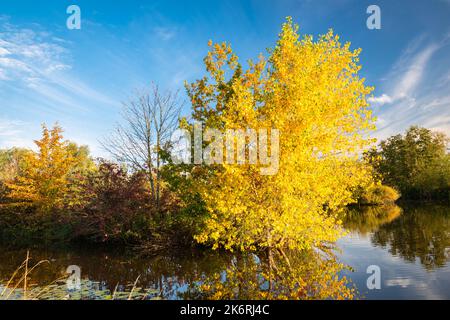 Albero con fogliame autunnale giallo lungo il litorale Foto Stock