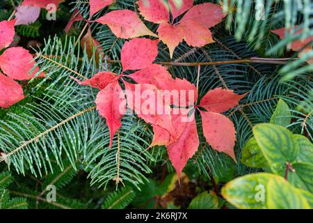 Foglie rosse di una pianta da arrampicata con aghi verdi di abete come sfondo. Immagine autunnale. Foto Stock