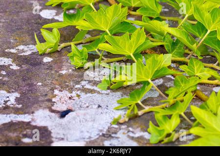 Ivy (hedera Helix), primo piano che mostra i tendri della pianta di arrampicata che si estende su una parete di arenaria. Foto Stock