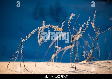 Primo piano di lame secche di erba su sfondo bianco dopo la tempesta di neve invernale. Foto Stock