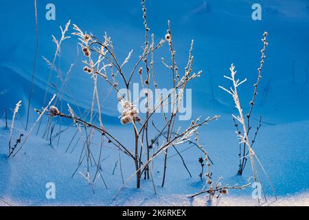 Primo piano di lame secche di erba su sfondo bianco dopo la tempesta di neve invernale. Foto Stock