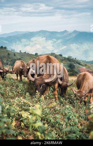 Mandria di bufalo d'acqua thailandese che mangia erba sul pascolo collina in campagna a Doi Mae Tho, Chiang mai, Thailandia Foto Stock