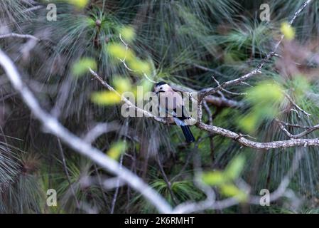 Una bella foto di una gialle blu seduta su un ramo. giare blu seduto su un albero Foto Stock