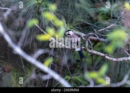 Una bella foto di una gialle blu seduta su un ramo. giare blu seduto su un albero Foto Stock