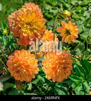 Le teste di dahlias dorate luminose varietà Sunny Boy in giardino. Bellissimi petali arancioni gialli con bordi rossi di fiori doppi. La dahlia globulare fiorisce come s Foto Stock