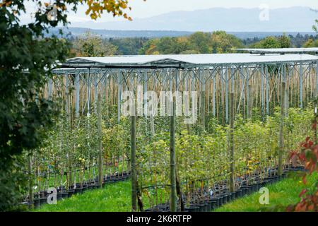 Ravensburg, Germania. 15th Ott 2022. Agro-fotovoltaico (Agri-PV) (processo per l'uso simultaneo di superfici agricole per la produzione alimentare) nel centro di competenza per la coltivazione della frutta, KOB. Ravensburg, 15 ottobre 2022. Credit: dpa/Alamy Live News Foto Stock