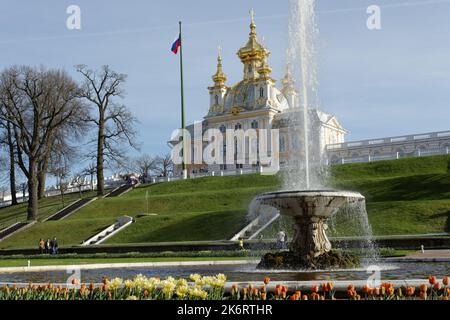 Fontana francese contro la Cappella Est che fiancheggia gli edifici centrali del Grand Peterhof Palace a San Pietroburgo, Russia Foto Stock