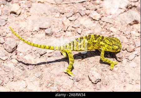 Baby Camaleonte comune (Camaleonte) sul terreno in Turchia. Foto Stock