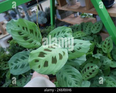 Piante domestiche moderne e alla moda in un vivaio di piante con altre piante sullo sfondo. Foto Stock