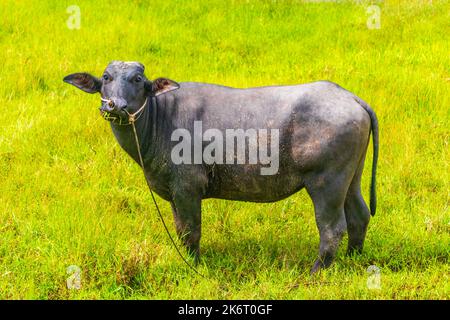 Bufalo d'acqua nella natura tropicale umida sul campo guardando la macchina fotografica in Sakhu Thalang sull'isola di Phuket in Thailandia Sud-est asiatico. Foto Stock