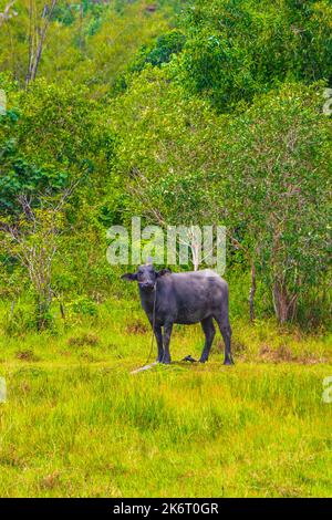 Bufalo d'acqua nella natura tropicale umida sul campo guardando la macchina fotografica in Sakhu Thalang sull'isola di Phuket in Thailandia Sud-est asiatico. Foto Stock