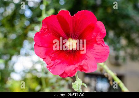 Un delicato fiore rosso di Althaea officinalis pianta, comunemente noto come marsh-mallow in un giardino in stile cottage britannico in una giornata di sole estate, beautifu Foto Stock