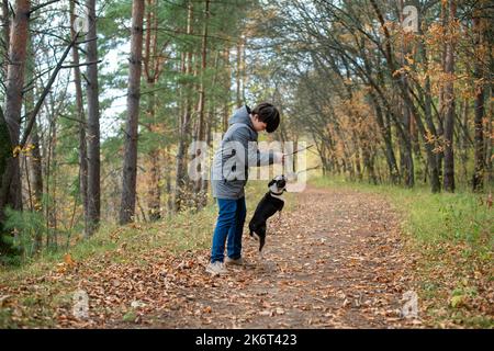 Un ragazzo felice e gioioso cammina con il suo amico, un cucciolo di Boston terrier, in una bella foresta autunnale dorata. Foto Stock