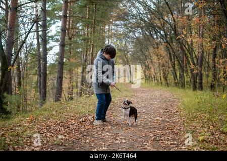 Un ragazzo felice e gioioso cammina con il suo amico, un cucciolo di Boston terrier, in una bella foresta autunnale dorata. Foto Stock