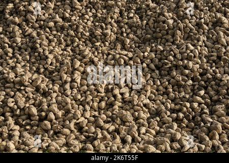 Ampio mucchio di barbabietole da zucchero. Background di barbabietola da zucchero raccolto dopo la raccolta in autunno. Foto Stock