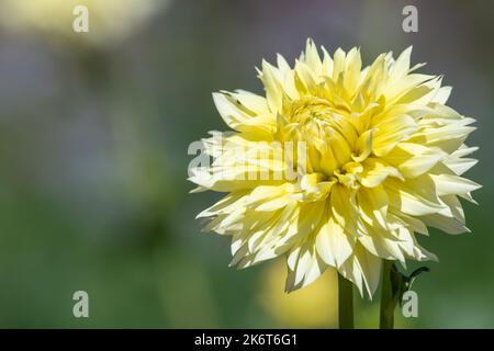 Primo piano di un canarino fubuki dahlia in fiore Foto Stock