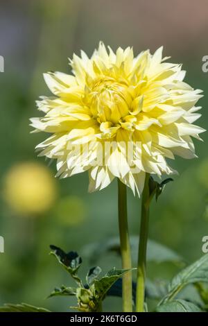 Primo piano di un canarino fubuki dahlia in fiore Foto Stock