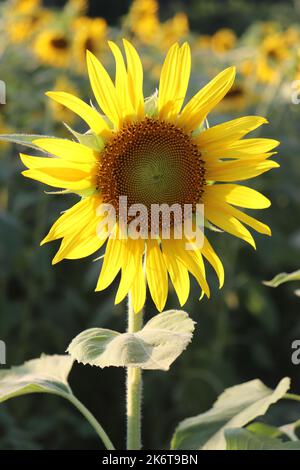 Girasole sfondo naturale. Fioritura di semi di girasole. Close-up di semi di girasole. Foto Stock