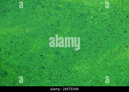 Rappresentazione vettoriale realistica di uno sfondo con disegno astratto fatto di piante acquatiche Lemna. Foglie verdi di anatre nelle giornate di sole Foto Stock