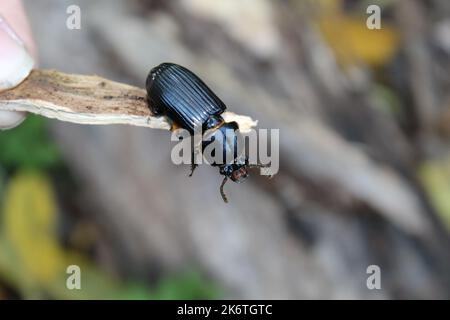 Un grosso scarabeo nero trovato in legno marciume. Foto Stock