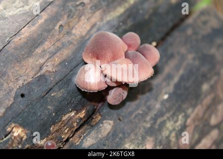 Piccolo fungo che cresce su un albero morto Foto Stock