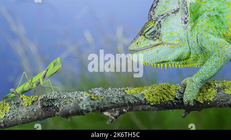 Primo piano, verde maturo camaleonte velato (Chamaeleo calyptratus) guardando curiosamente a pregare mantis. Camaleonte a testa conica o camaleonte dello Yemen e. Foto Stock