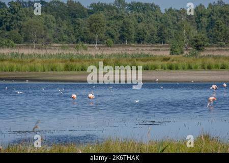 Fenicotteri nella Venere di Zwillbrocker, riserva naturale, Zwillbrock, Vreden, Renania settentrionale-Vestfalia, Germania Foto Stock