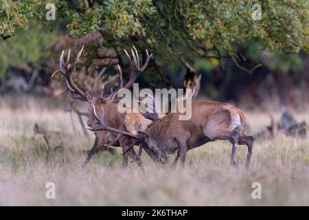 Cervo rosso (Cervus elaphus), il cervo superiore scappa il rivale sconfitto dal prato dopo aver combattuto in modo irreprettibile, in Zelanda, Danimarca Foto Stock