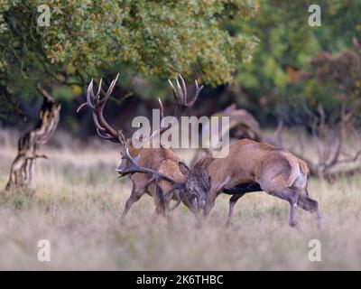 Cervo rosso (Cervus elaphus), il cervo superiore scappa il rivale sconfitto dal prato dopo aver combattuto in modo irreprettibile, in Zelanda, Danimarca Foto Stock