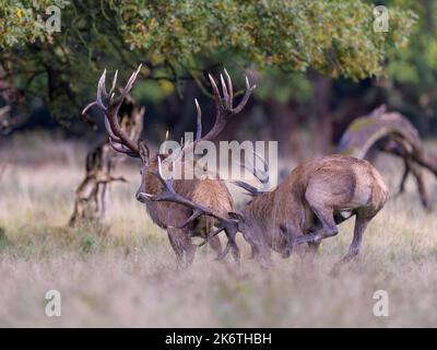 Cervo rosso (Cervus elaphus), il cervo superiore scappa il rivale sconfitto dal prato dopo aver combattuto in modo irreprettibile, in Zelanda, Danimarca Foto Stock