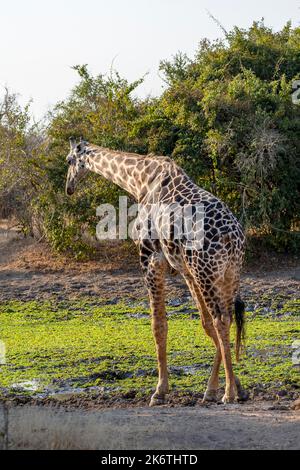 Giraffa rodesiana (Giraffa camelopardalis thornicrofti), girando via, Luangwa meridionale, Zambia Foto Stock