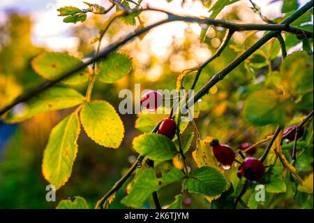 Rosa canina (Rosa canina) appesa a un cespuglio di rosa canina con gocce d'acqua su di loro, Hannover, bassa Sassonia, Germania Foto Stock