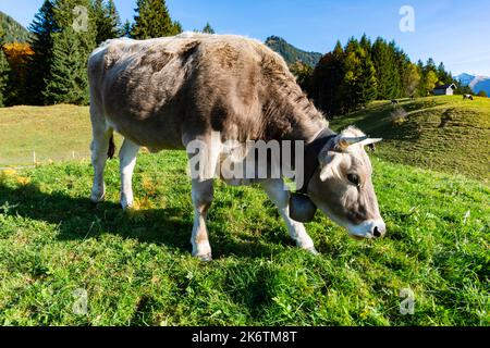 Allgaeuer Braunvieh (Bos primigenius taurus), Allgaeu, Baviera, Germania Foto Stock