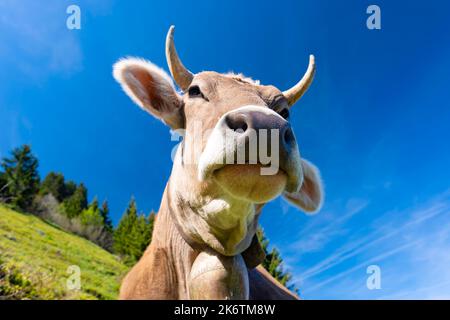 Mucca da latte, Allgaeuer Braunvieh, prato alpino, nei pressi di Oberstdorf, Allgaeu, Baviera, Germania Foto Stock