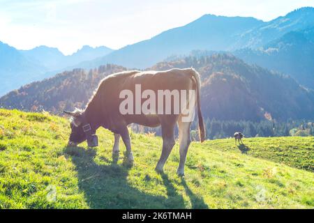 Allgaeuer Braunvieh (Bos primigenius taurus), Allgaeu, Baviera, Germania Foto Stock