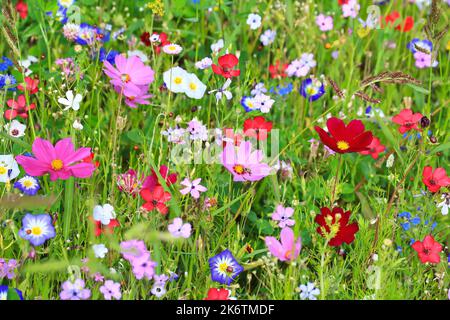 Prato colorato di fiori nel colore di base verde con vari fiori selvatici Foto Stock