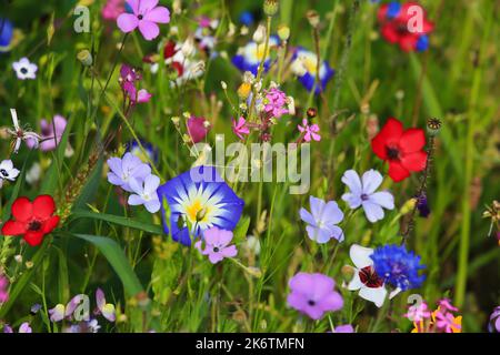 Prato colorato di fiori nel colore di base verde con vari fiori selvatici Foto Stock